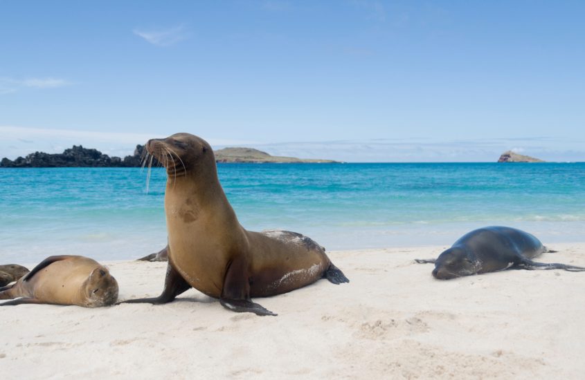 Ilhas Galápagos: reserva marinha e pontos turísticos são reabertos