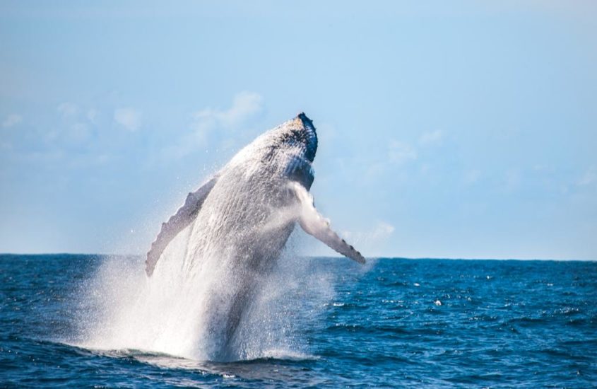 Prado, na Bahia, se destaca na Observação de baleias jubarte