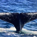 São Sebastião, um paraíso para avistamento de baleias