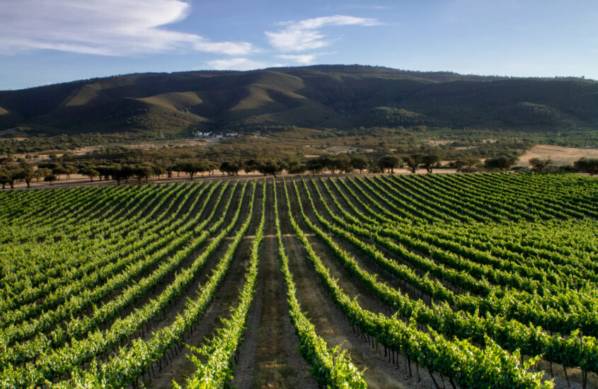 Portugal: quatro vinícolas para um roteiro de enoturismo pelo Alentejo